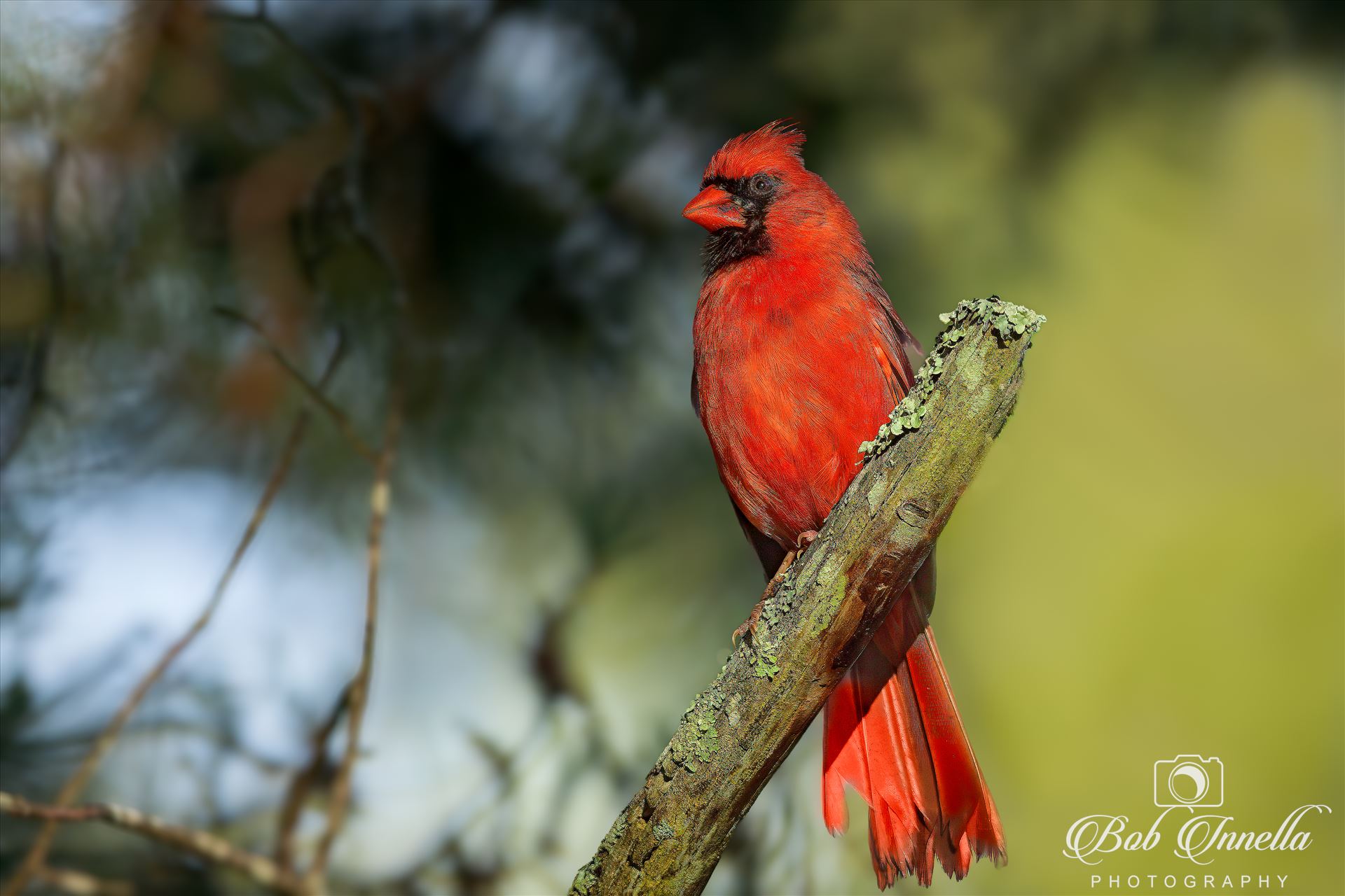 Male Cardinal -  by Bob Innella Imagery