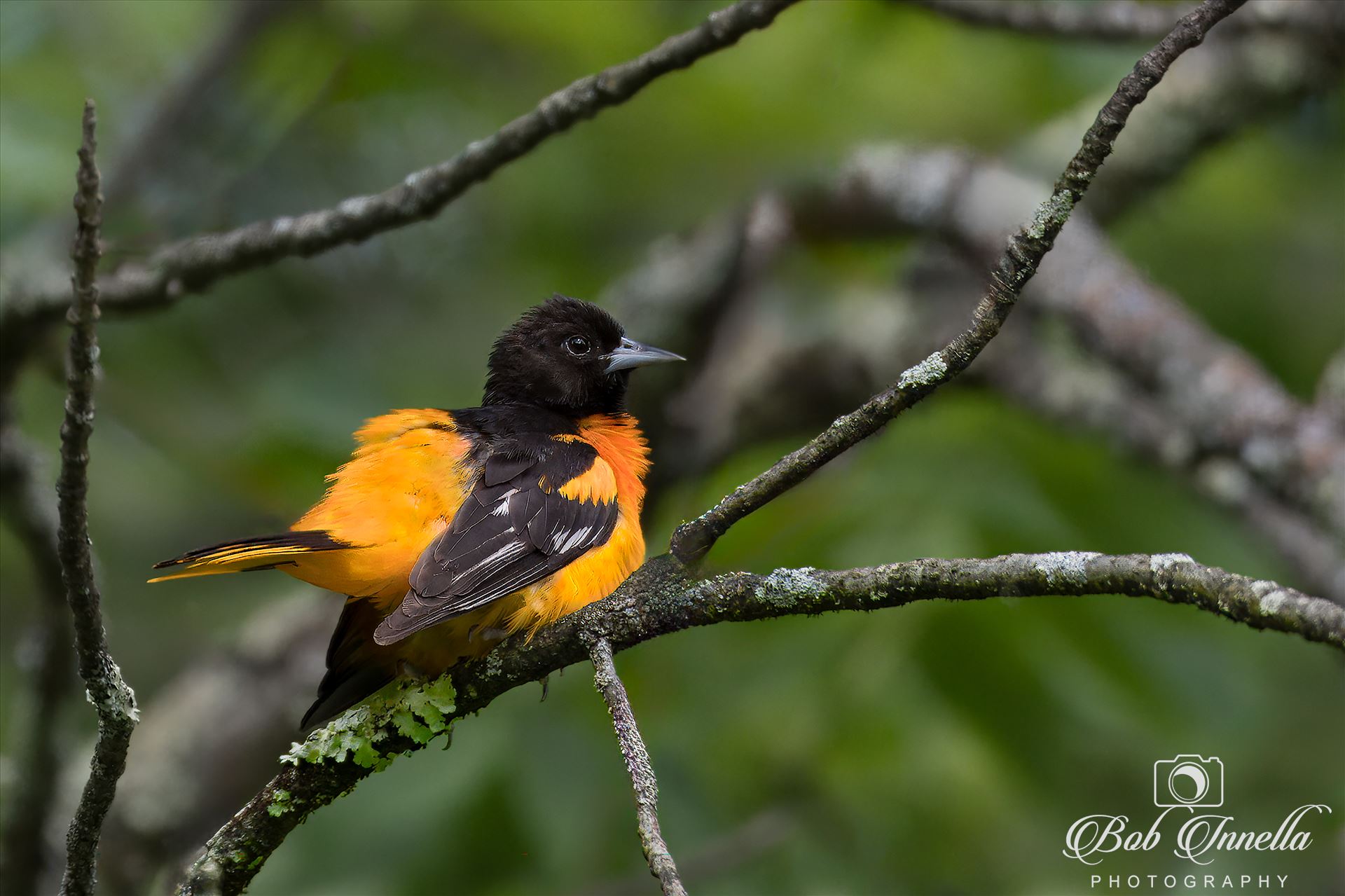 Baltimore Oriole sitting in Tree -  by Bob Innella Imagery