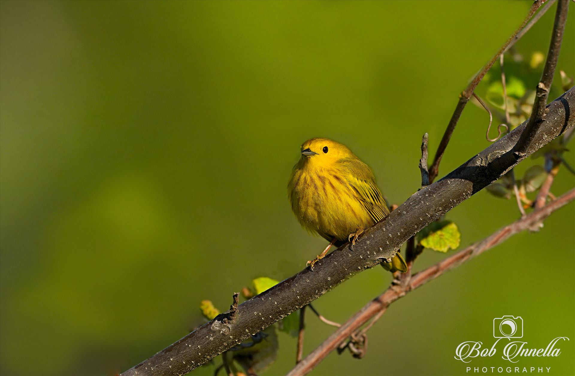 Yellow Warbler Perch -  by Bob Innella Imagery