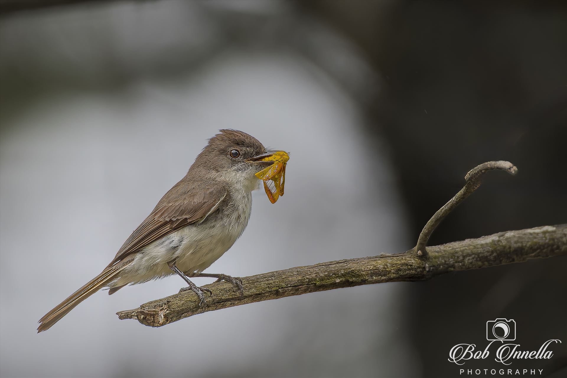 Eastern Phoebe -  by Bob Innella Imagery