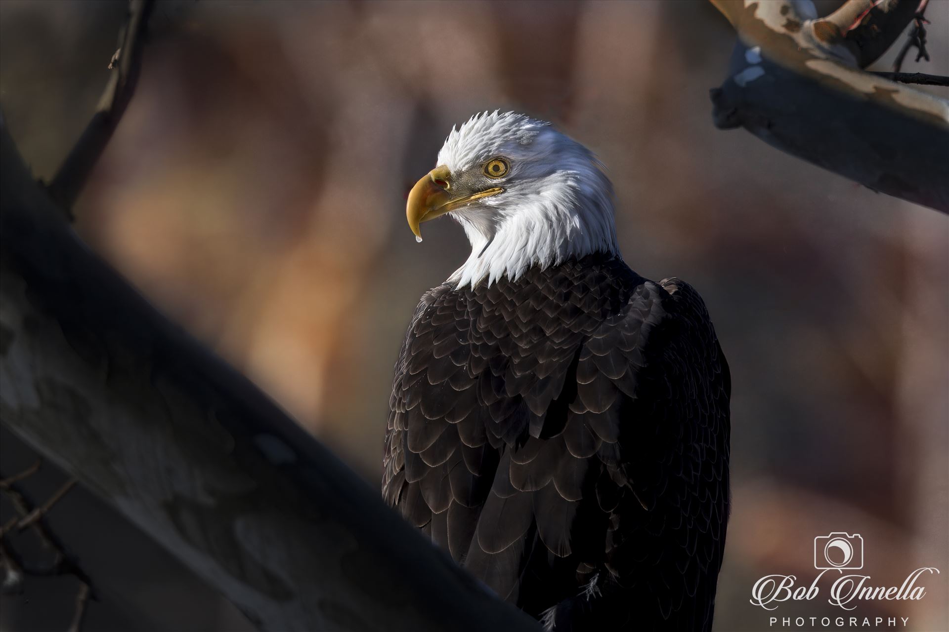 Mature Bald Ealge, Northeast Pa -  by Bob Innella Imagery