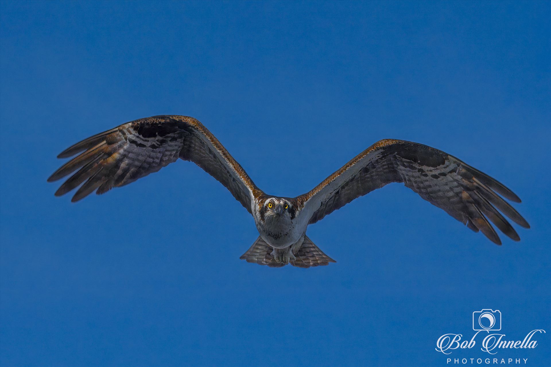Osprey Flying High Fishing -  by Bob Innella Imagery