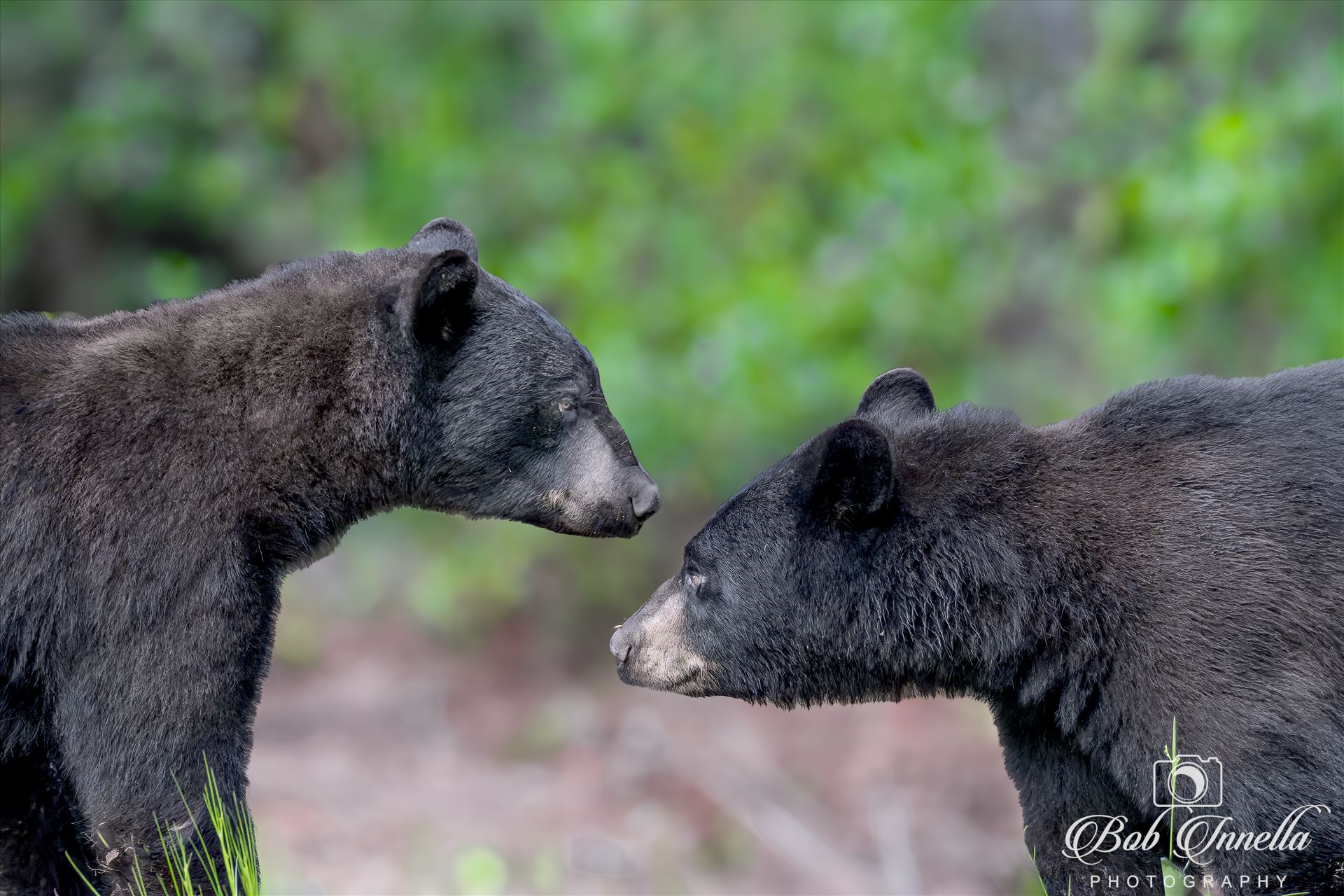 Black Bear Face Off -  by Bob Innella Imagery