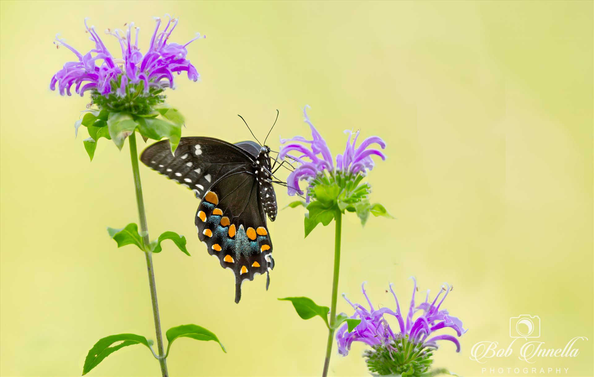 Black Swallowtail -  by Bob Innella Imagery