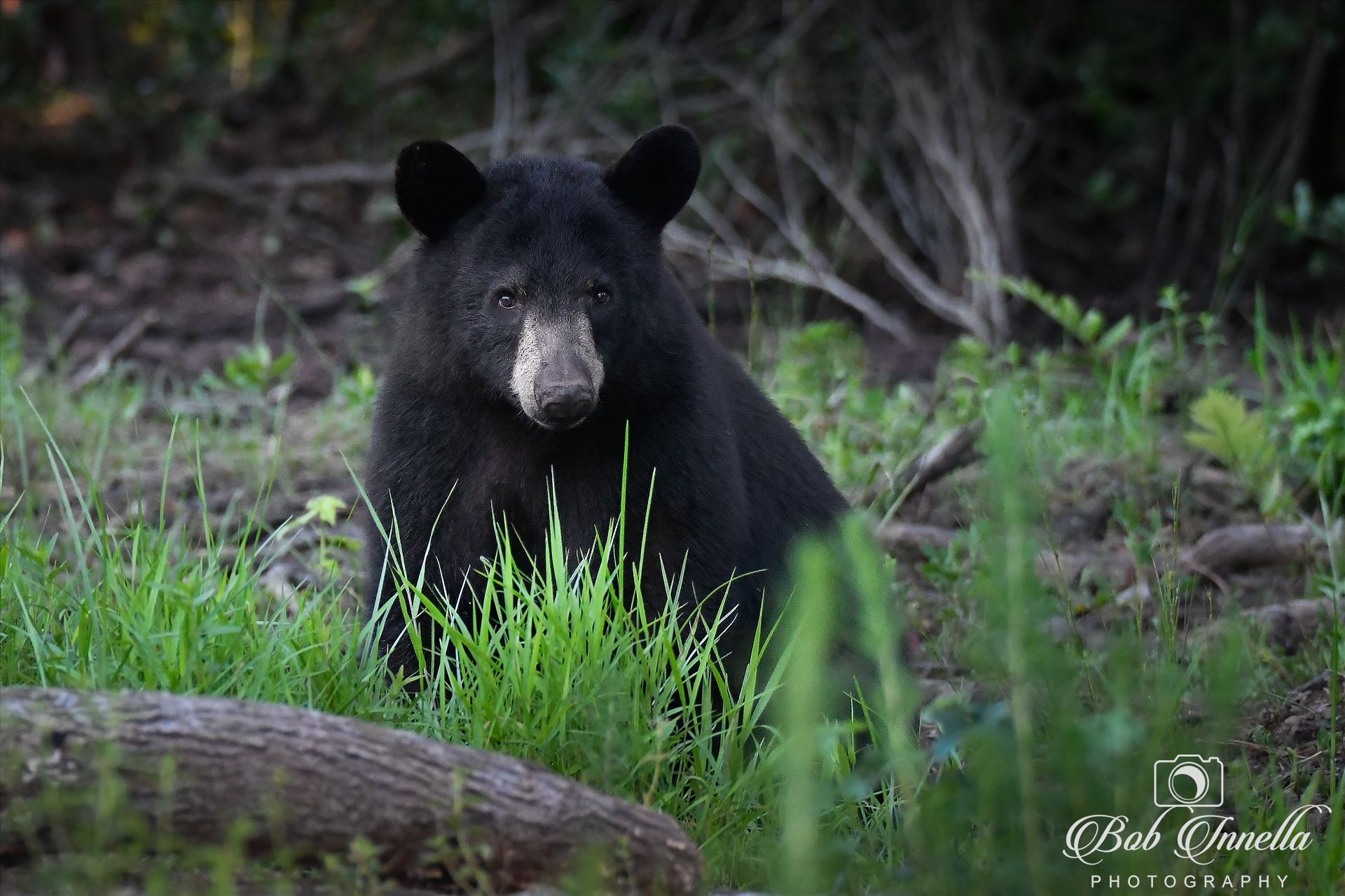 Black Bear -  by Bob Innella Imagery