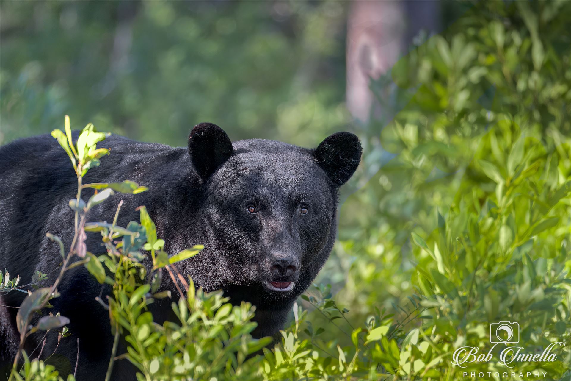 Black Bear Face NC-.jpg -  by Bob Innella Imagery