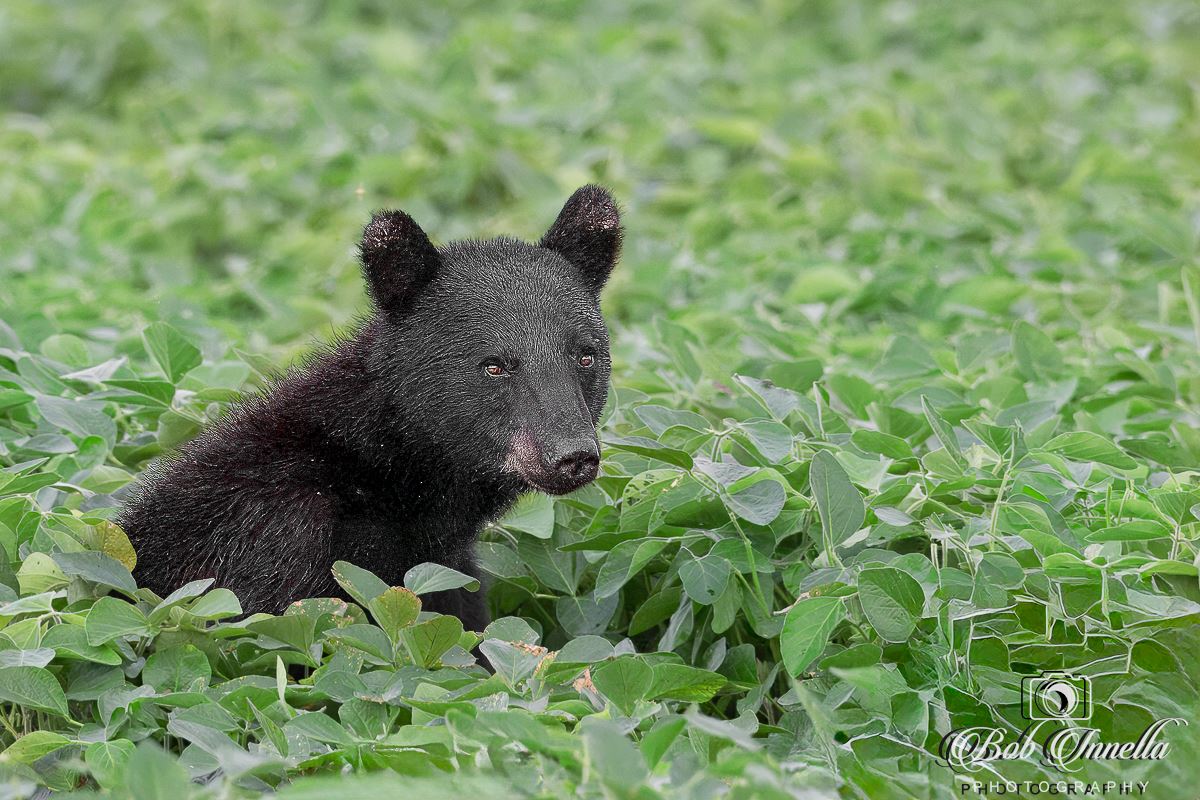 Black Bear in the Soybeans -  by Bob Innella Imagery