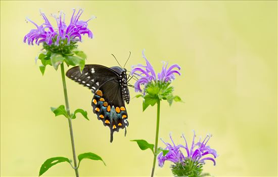 Butterflies - 